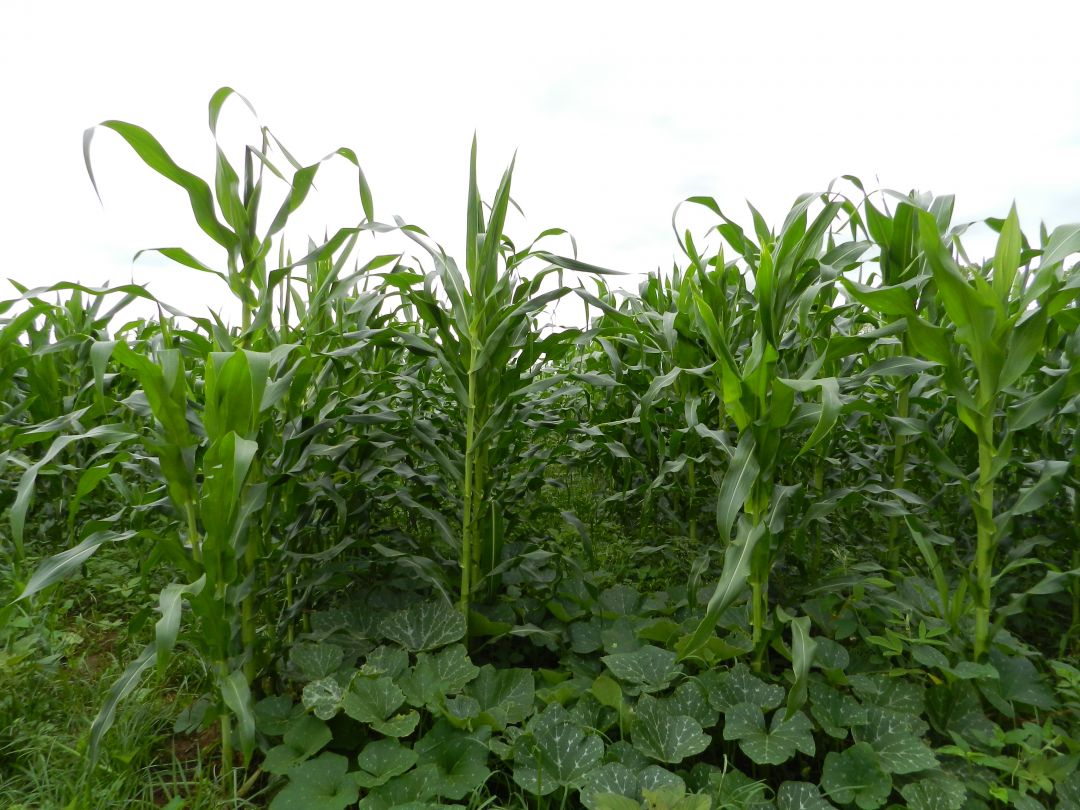 staple-crop-field-kusamala-institute-of-agriculture-and-ecology