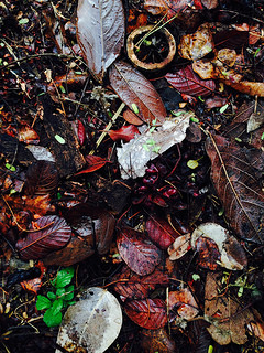 Protein-rich nitrogen fixing leguminous foliage mixes with broadleaf debris on the forest floor