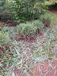 Lemon Grass is slashed seasonally to allow foliage to accumulate as mulch