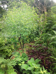 Pigeon Pea has multiple functions in our medicinal garden, too. 