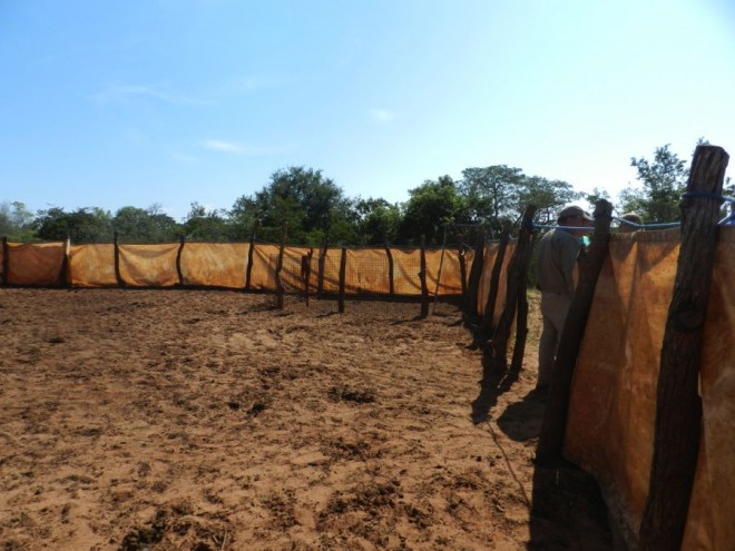 Community kraal for cattle and goats.