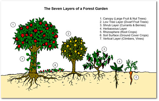food_forest_layers color