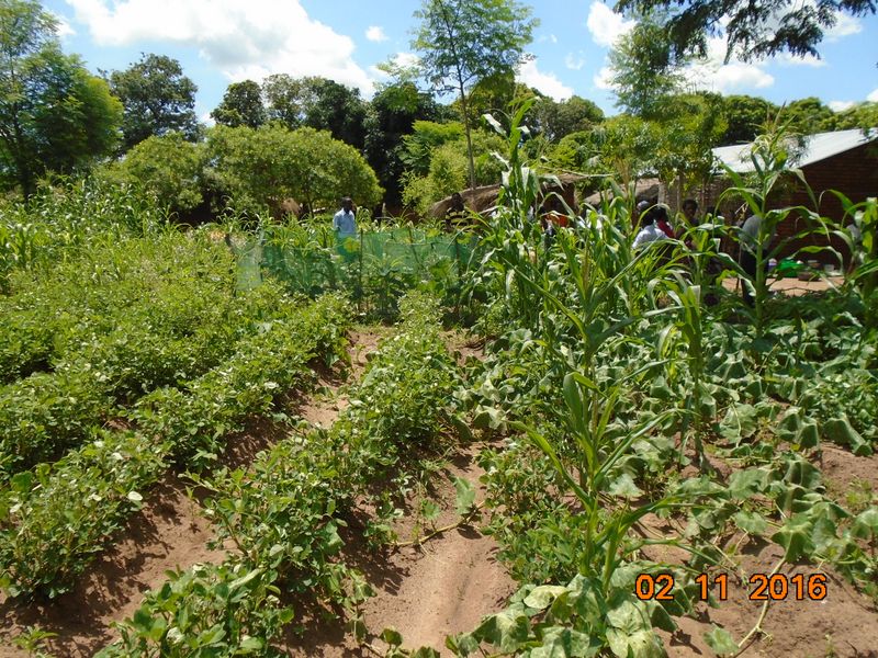Farmer’s Adoption of CSA technologies in Nsanje, Thyolo and Mzimba